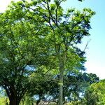 Acrocarpus fraxinifolius Vekstform