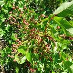 Pistacia terebinthus Fruit