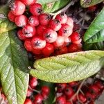 Cotoneaster salicifolius Φρούτο