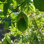 Passiflora laurifolia Fruit