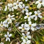 Lobelia pedunculata Flower
