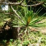 Pinus rigida पत्ता