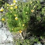 Coreopsis gigantea फूल