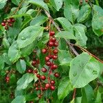 Prunus serotina Fruit