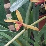 Cymbidium finlaysonianum Flower