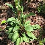 Arnoglossum plantagineum Leaf