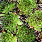 Sempervivum montanum Hoja