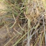 Cyperus conglomeratus Fruit