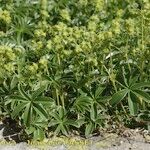 Alchemilla alpigena Habitus