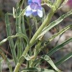 Penstemon laetus Hábito