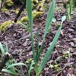 Allium sativum Leaf