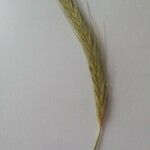 Hordeum bulbosum Deilen