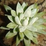 Graptopetalum macdougallii Fulla