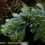 Hymenophyllum wilsonii Liść