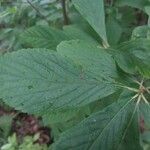 Clethra alnifolia Hoja