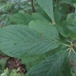 Clethra alnifolia Blad