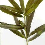 Podocarpus lucienii ഇല