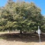 Quercus virginiana Hábitos