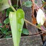 Commelina communis Yaprak