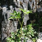 Arisaema tortuosum Hábitos