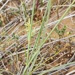 Cyperus conglomeratus Habit