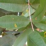 Qualea parviflora Leaf