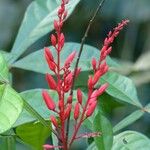 Quassia amara Blomma