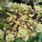 Crassula pubescens Leaf