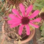 Echinacea tennesseensis Flor