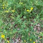 Baptisia tinctoria Leaf