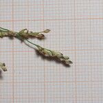 Panicum repens Fruit