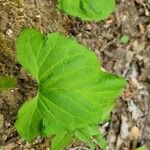 Adenocaulon bicolor Feuille