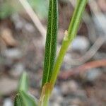 Persicaria vivipara Листок