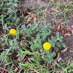 Cotula lineariloba Flower