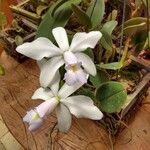 Cattleya violacea Blomst