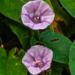 Ipomoea pileata Kwiat