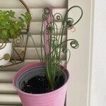 Albuca spiralis Folha