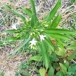 Capraria biflora Kvet