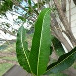 Tabernaemontana persicariifolia Leaf