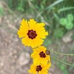 Coreopsis basalis Квітка