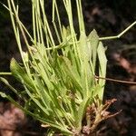 Krigia virginica Leaf