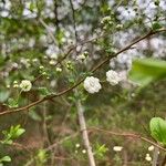 Spiraea prunifolia Цветок