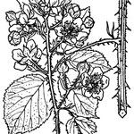 Rubus radula अन्य