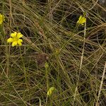 Pinguicula lutea Staniste