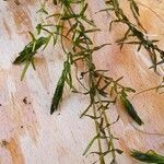 Elodea nuttallii Hoja