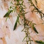 Elodea nuttallii Blad