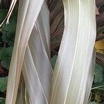 Phormium tenax ഇല