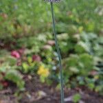 Allium baeticum 整株植物