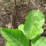 Nauclea latifolia Folio