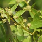 Conocarpus erectus Flor